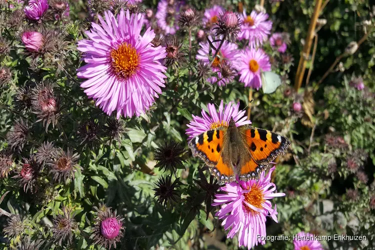 Flowerpower bij Hertenkamp Enkhuizen