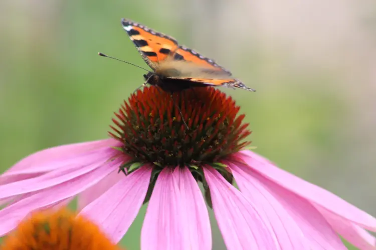 Vlinderkasten timmeren bij MAK Blokweer