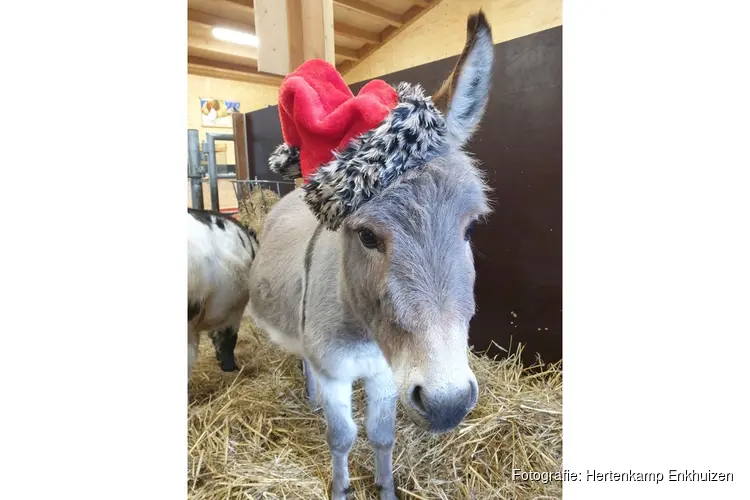 Kerstvakantie vol activiteiten bij Hertenkamp Enkhuizen