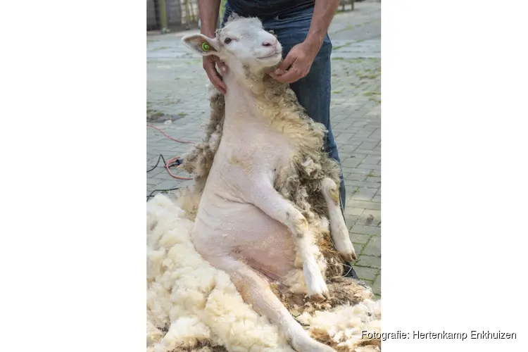 Schapenscheerfeest bij Hertenkamp Enkhuizen