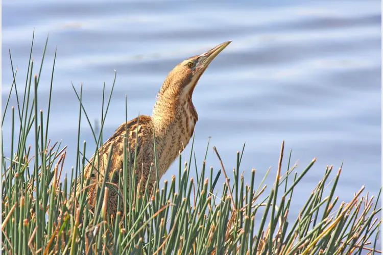 Vroeg uit de veren om vogels te kijken op zondag 12 mei bij MAK Blokweer